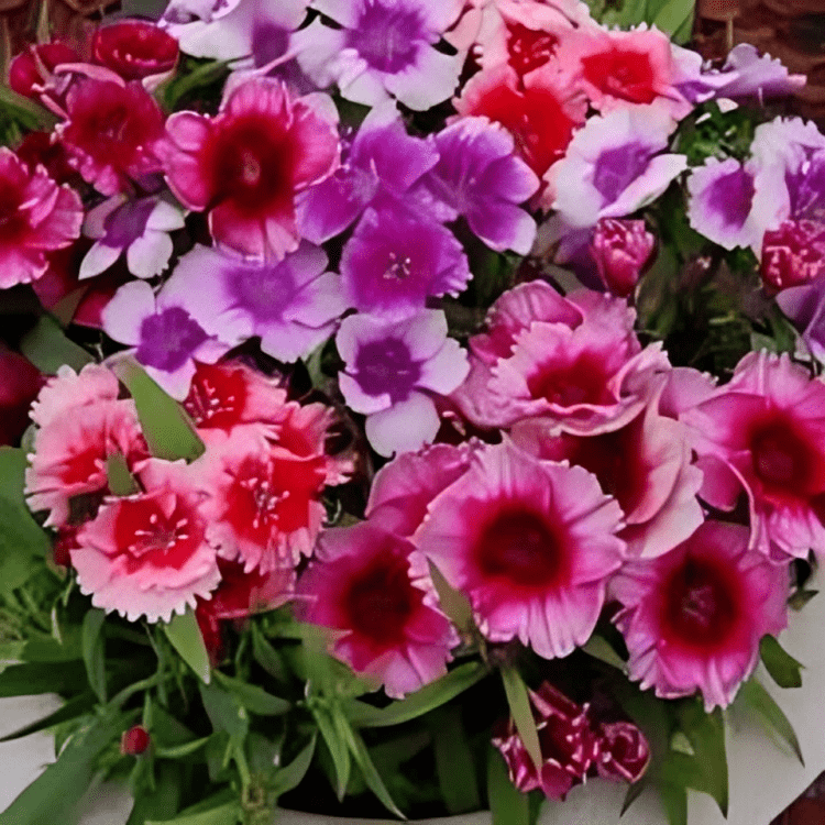NM-Dianthus baby doll mix 20gm