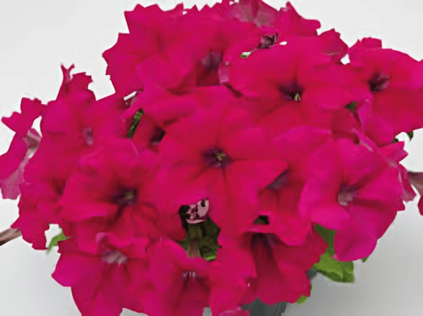 Petunia X Hybrida Grendiflora Success 360 Deep Rose 1000 Seeds (Benary)