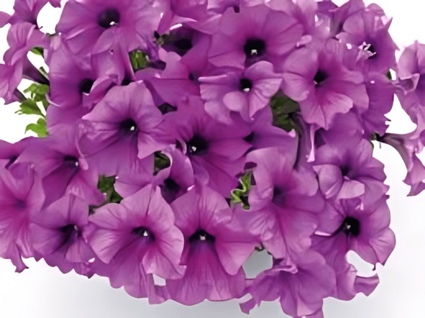 Petunia X Hybrida Grendiflora Success 360 Purple 1000 Seeds (Benary)