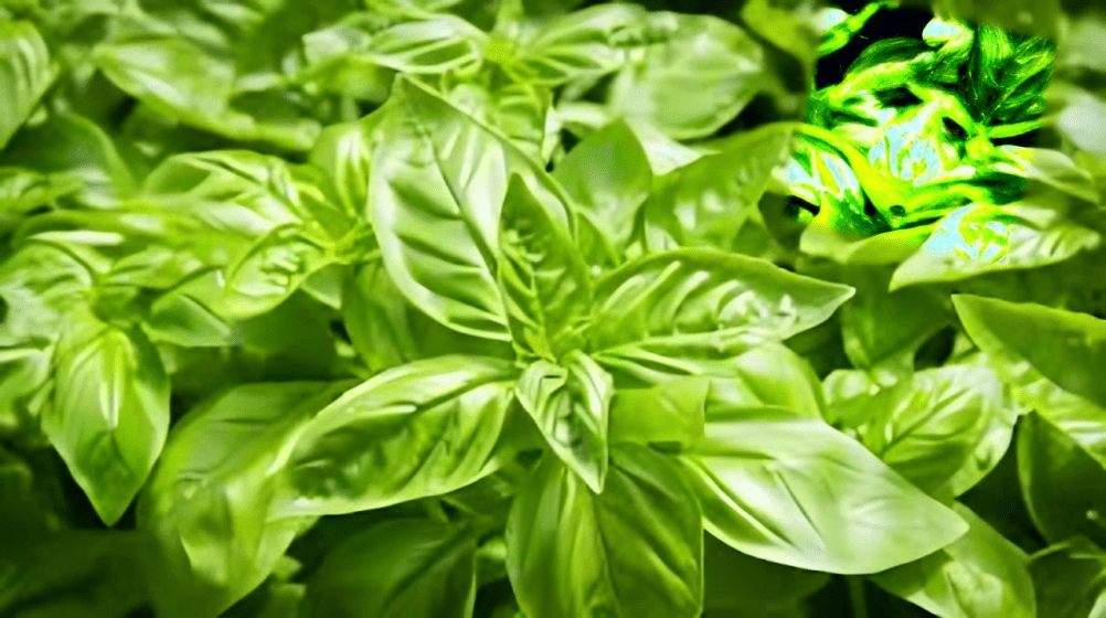 Sweet basil 10gm royal Australia