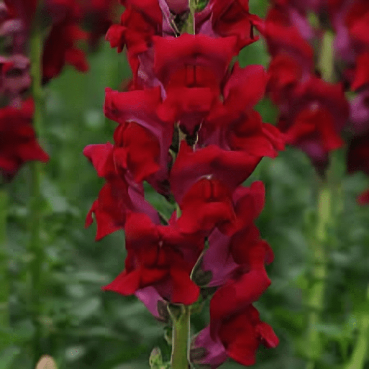 Hybrid Snapdragon Cut Flower Potomac Red 1000 Seeds (Panamerican)