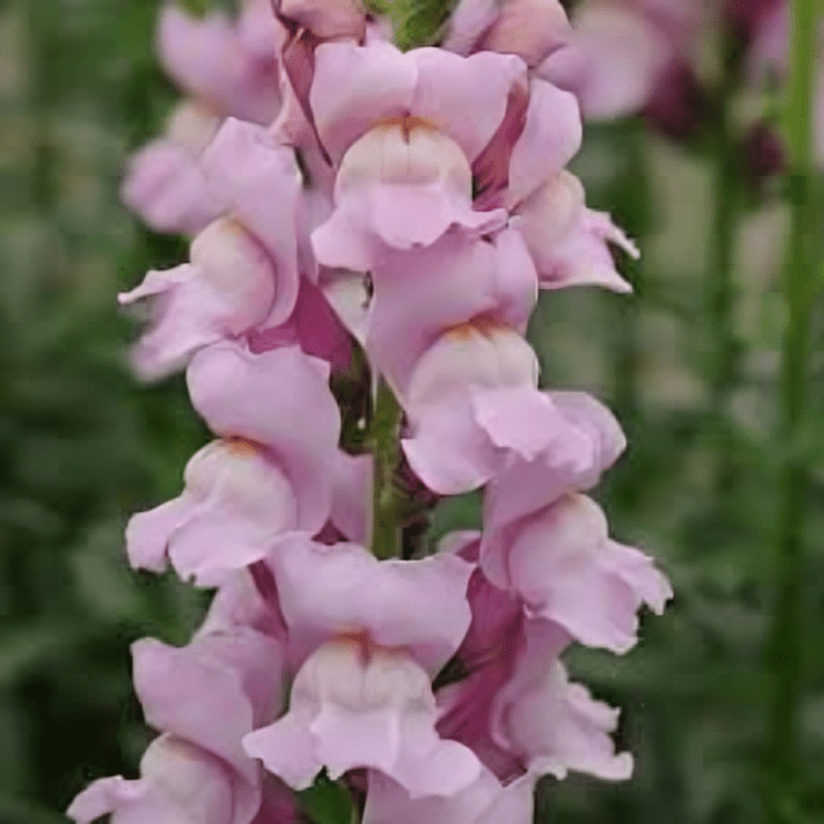 Hybrid Snapdragon Cut Flower Potomac Levender 1000 Seeds (Panamerican)