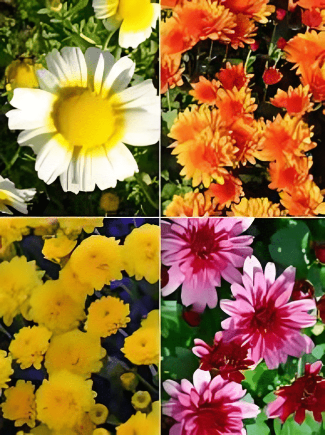 NM-Chrysanthemum Carinatum Mix 50gm