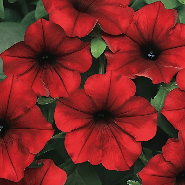 Petunia Tidal Wave Red Velour (100 Seeds PanAm)