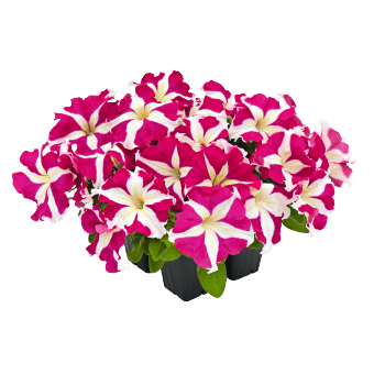 Petunia x Hybrida Grandiflora Success! HD Rose Star (1000 Seeds Benary)