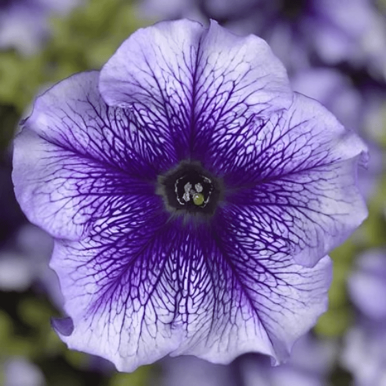 Petunia Grandiflora F1 Tritunia Blue Veined Hybrid (1000 Seeds Syngenta)