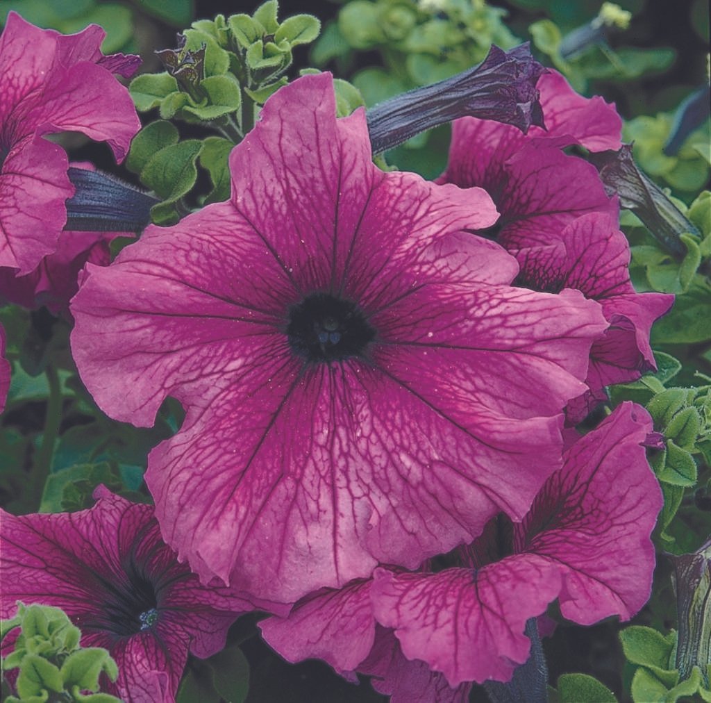 Petunia Grandiflora F1 Tritunia Purple Hybrid (1000 Seeds Syngenta)