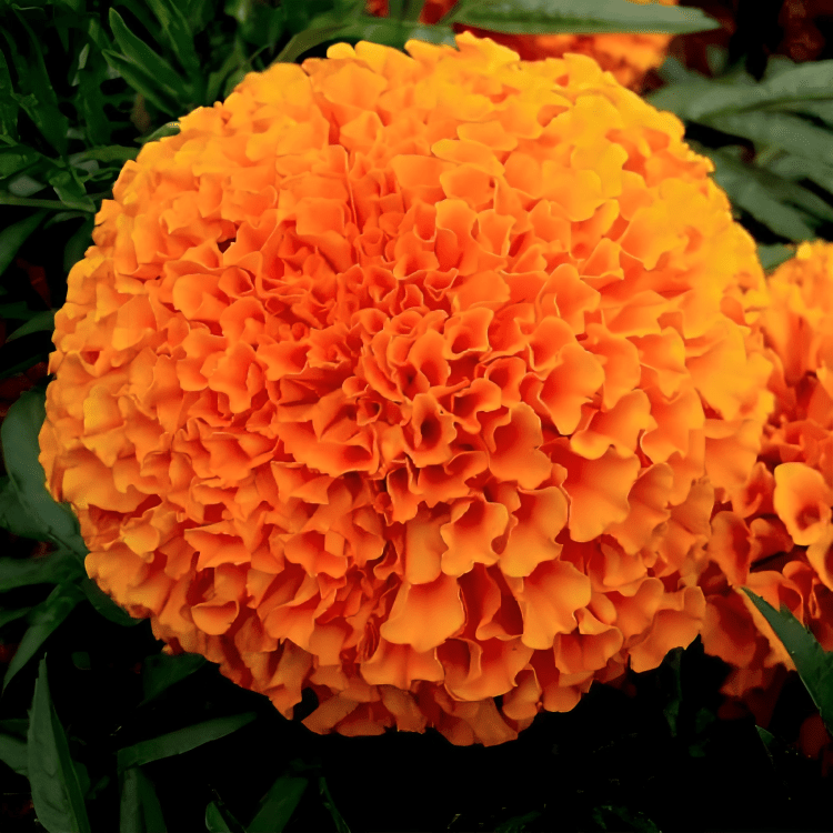 Marigold Dani Orange (1000 Seeds Nongwoo)