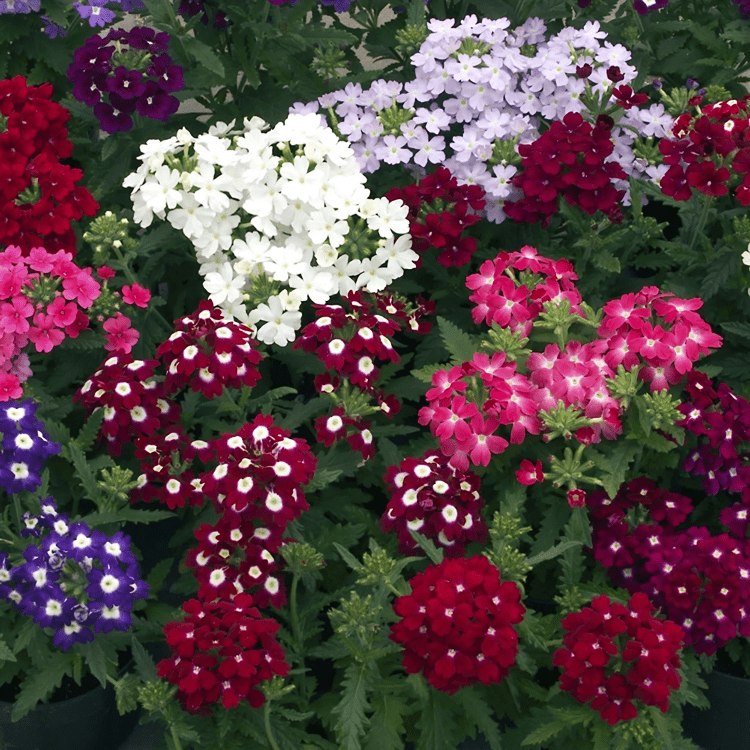 Verbena Hybrida Obsession Formula Mix (5000 Seeds Syngenta)