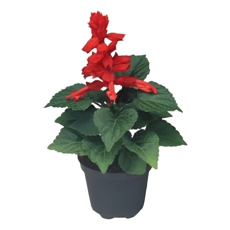 Salvia Splendens Flamex 2000 (1000 Seeds Syngenta)