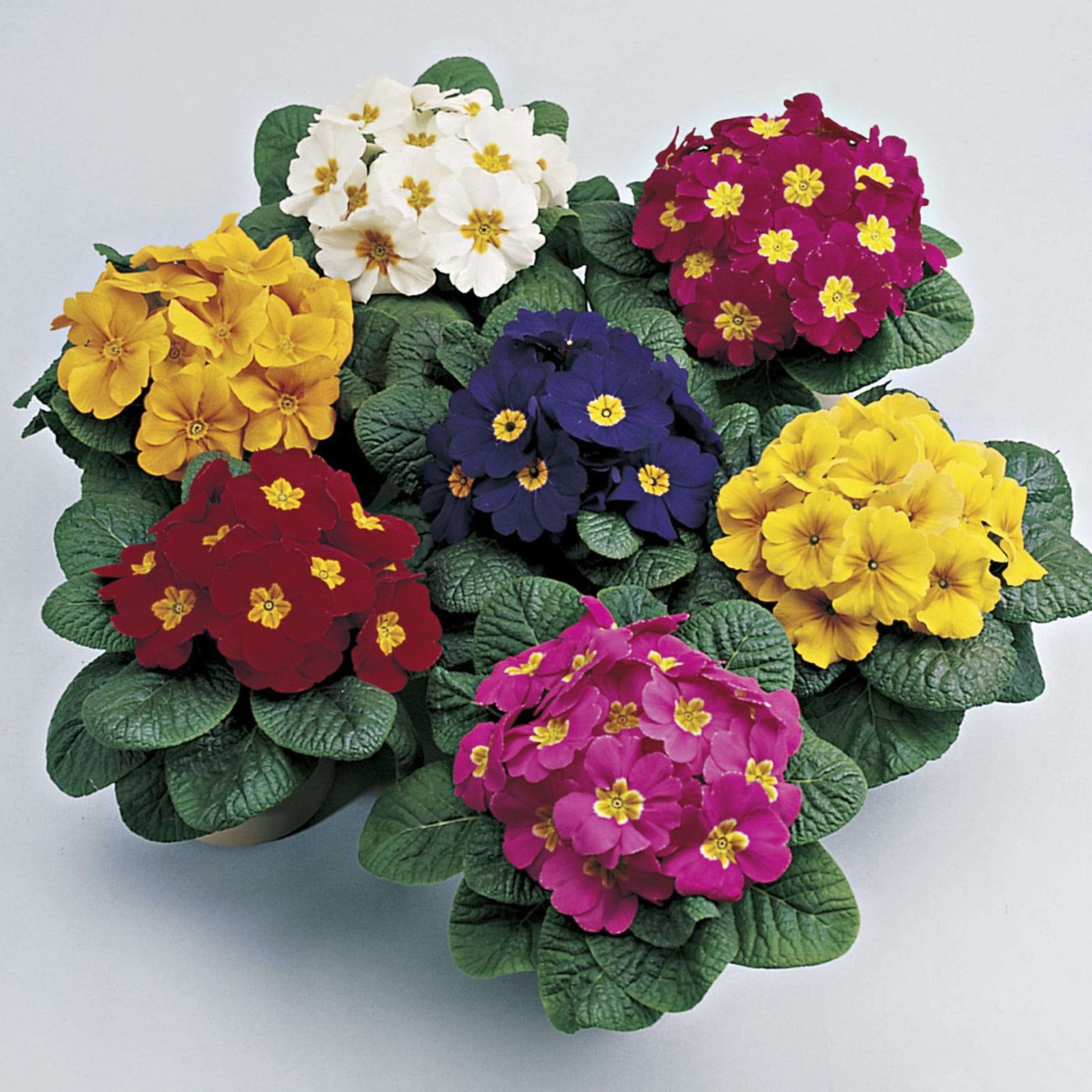 Primula Sp F1 Perela Mix (1000 Seeds Shoneveld)