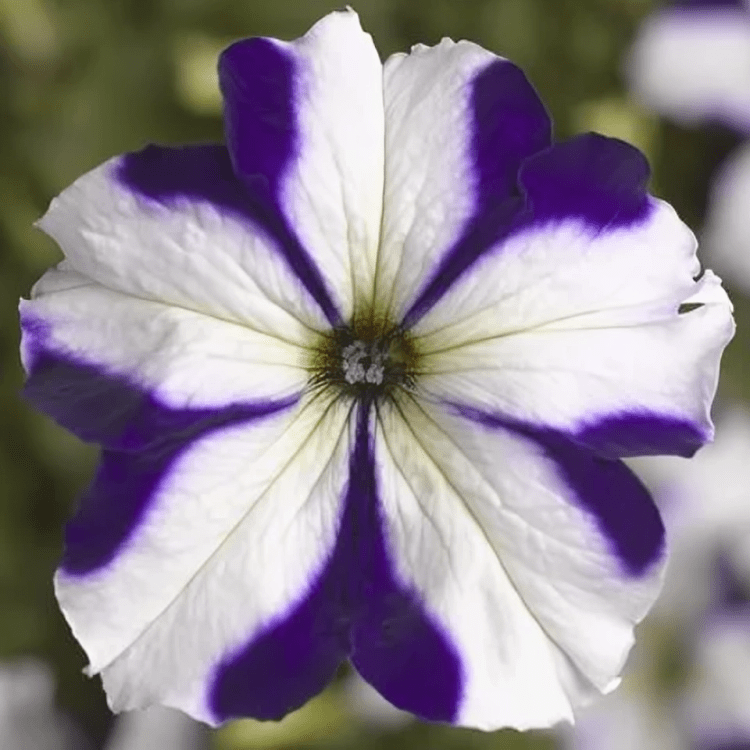 Petunia Grandiflora F1 Tritunia Blue Star Hybrid (1000 Seeds Syngenta)