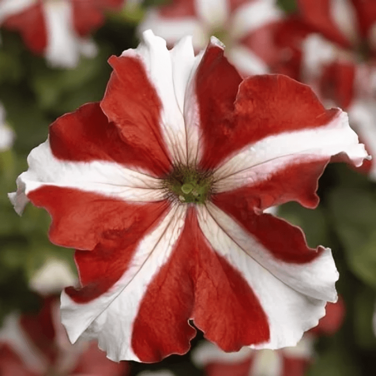 Petunia grandiflora f1 Tritunia Red Star Hybrid (1000 Seeds Syngenta)