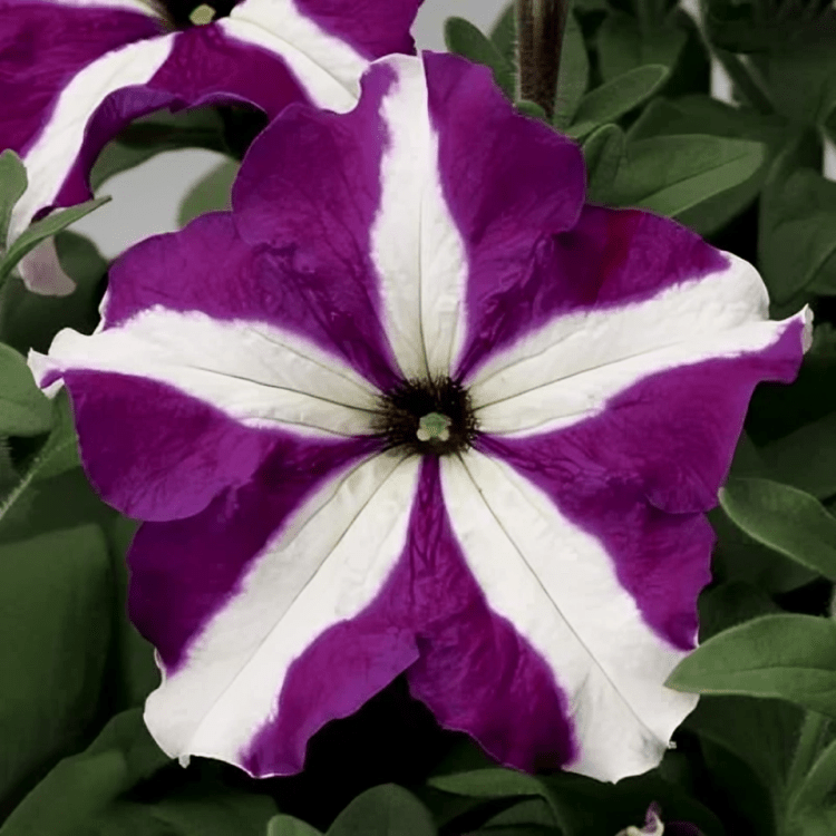 Petunia Grandiflora F1 Tritunia Purple Star Hybrid (1000 Seeds Syngenta)