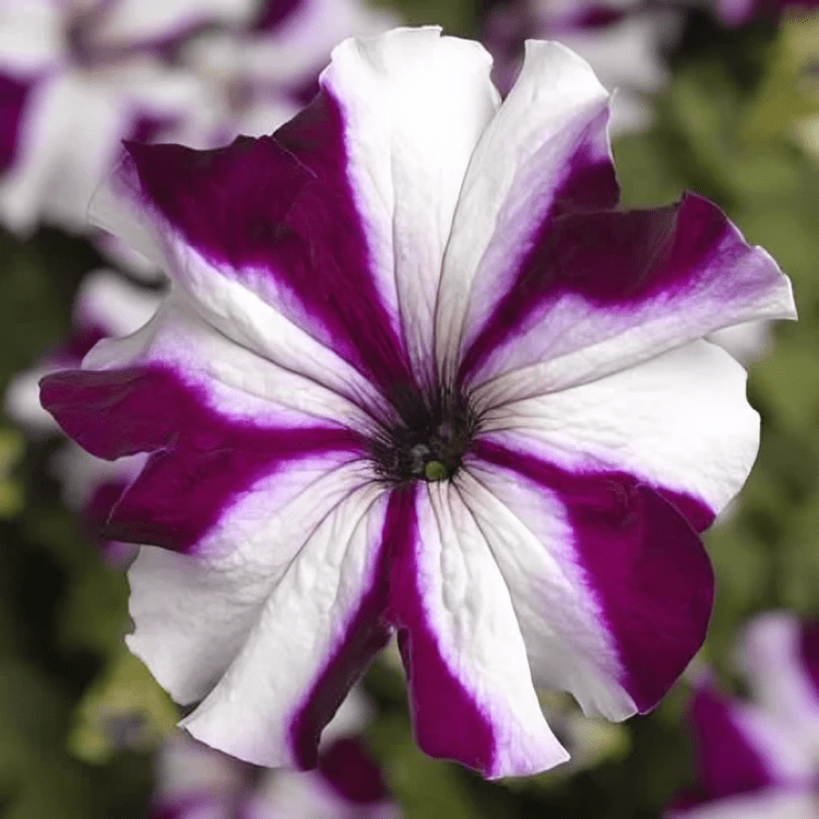 Petunia Grandiflora F1 Tritunia Crimson Star Hybrid (1000 Seeds Syngenta)