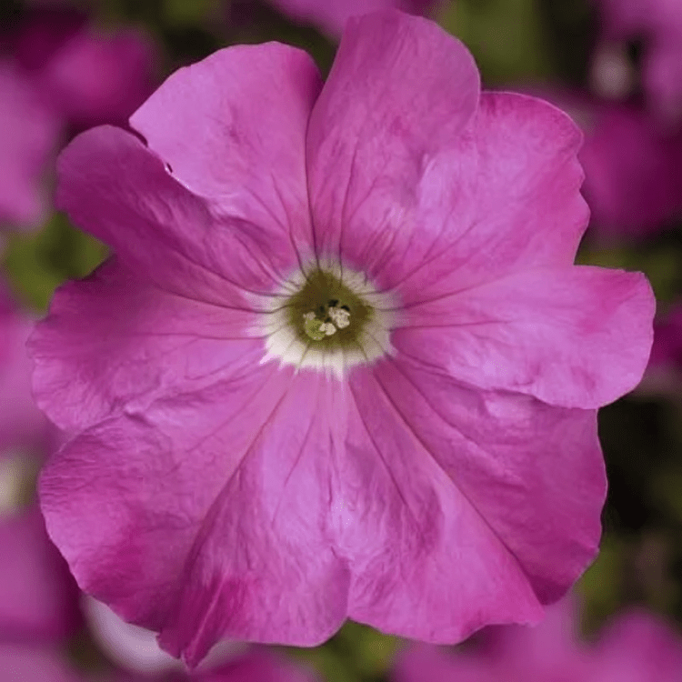 Petunia Grandiflora F1 Tritunia Pink Hybrid (1000 Seeds Syngenta)