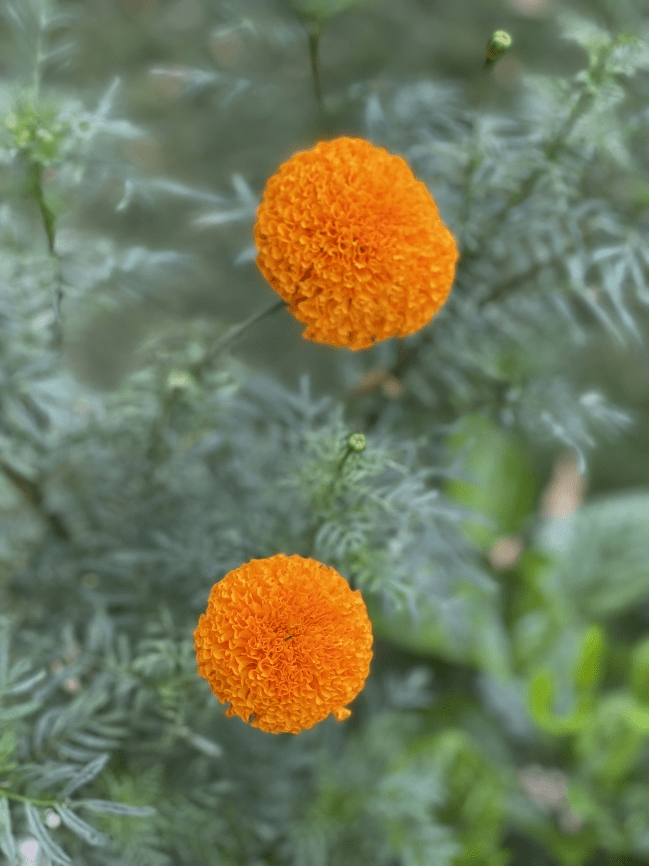 Marigold Kesariya (10g Seeds Orbi)