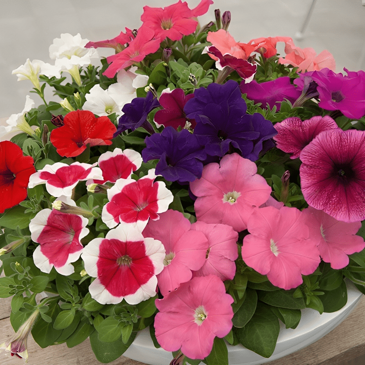 Petunia F1 Multi Merlin Morn Mix (1000 Seeds Sakata)