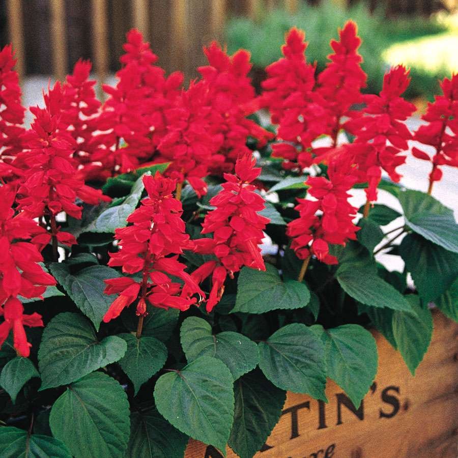 Salvia Vista Red (1000 Seeds PanAm)