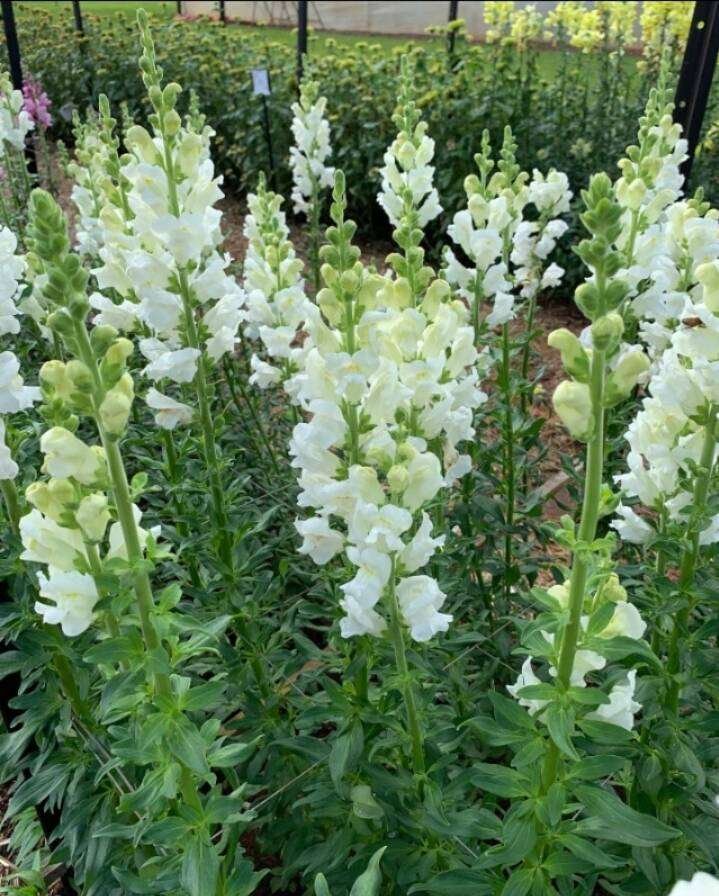 Snapdragon Cutflower Potomec White (1000 Seeds PanAm)