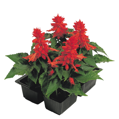 Salvia Splendens Cover Girl (1000 Seeds Benary)