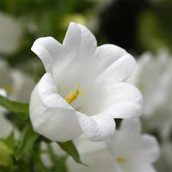 Campanula Asiaticus Adiva White (1000 Seeds Schnoveld)