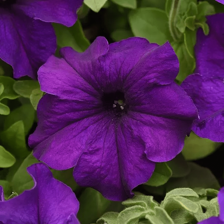 Petunia Supercascade Blue (1000 Seeds Panam)