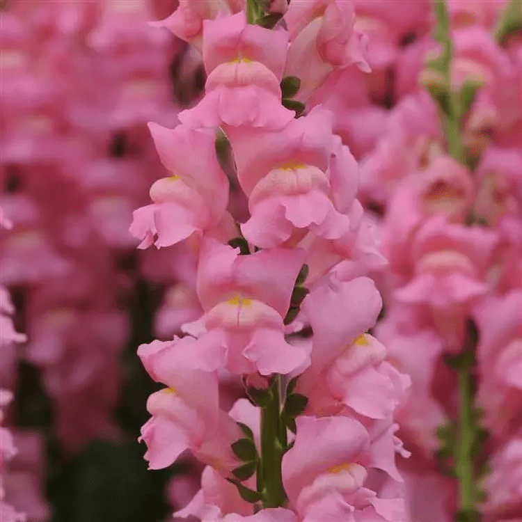 Snapdragon Cutflower Potomec Early Pink (1000 Seeds panAm)