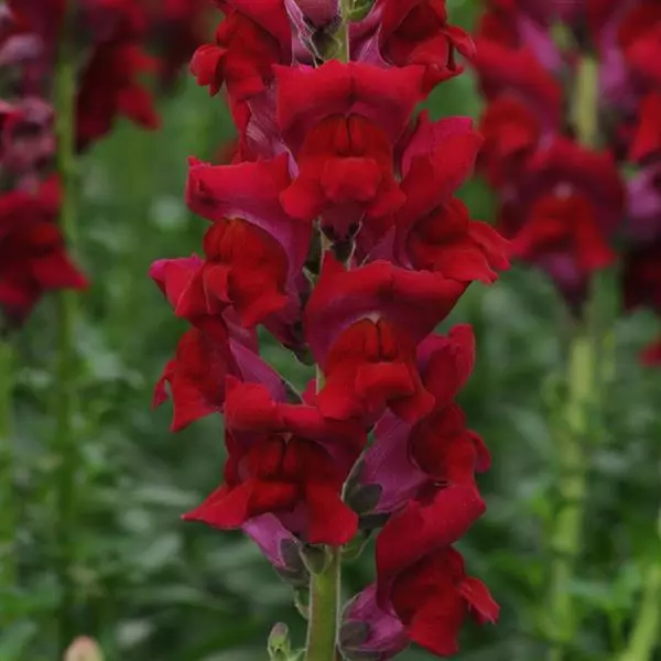 Snapdragon Cutflower Potomec Red (1000 Seeds panAm)