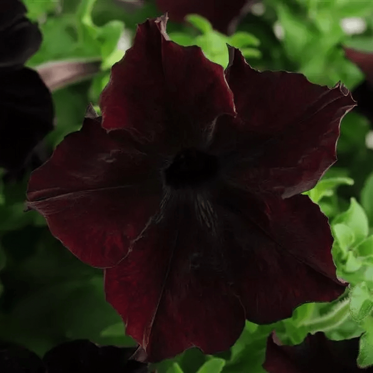 Petunia Sophistica Blackberry (100 Seeds panAm)