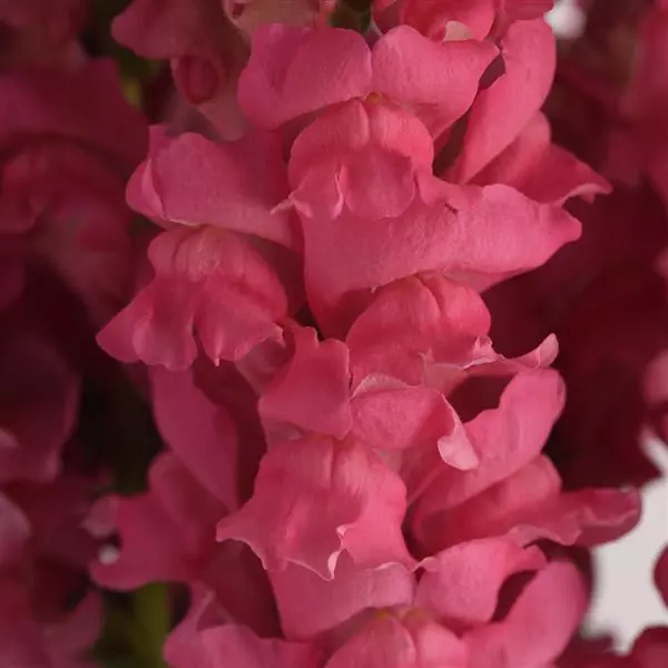 Snapdragon Cutflower Potomec Pink Dark (1000 Seeds PanAm)