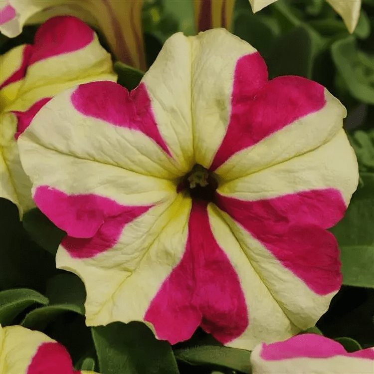 Petunia Sophistica Lime Biocolor (100 Seeds panAm)