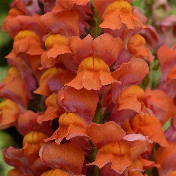 Snapdragon Cutflower Potomec Orange Dark (1000 Seeds panAm)