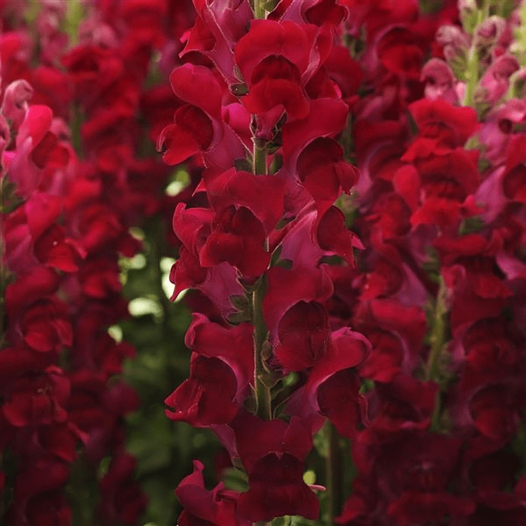 Snapdragon Cutflower Potomec Crimson (1000 Seeds PanAm)