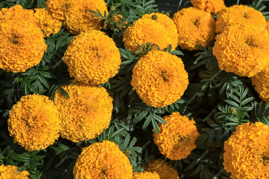 Marigold Angel Yellow (1000 Seeds Nongwoo)