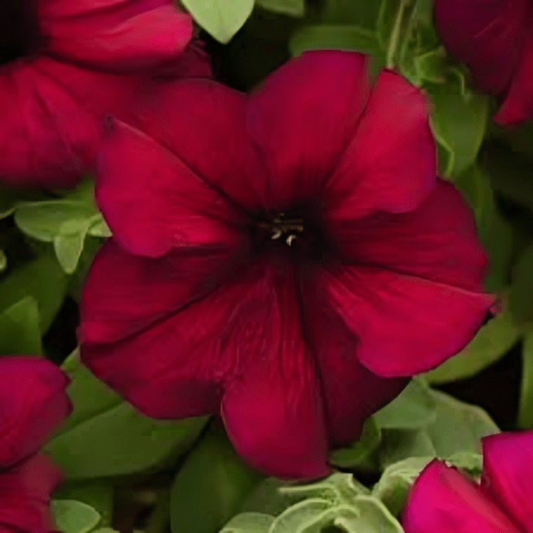 Petunia Supercascade Burgundy (1000 Seeds Panam)