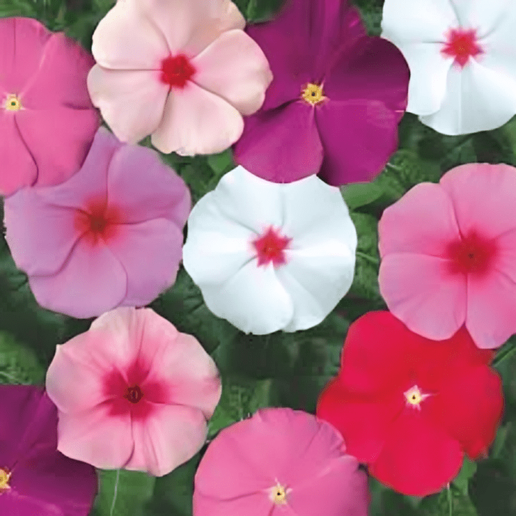 Vinca Sunstorm Formula Mix (1000 Seeds Syngenta)