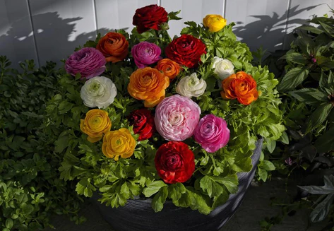 Ranunculus Blomming Dale (1000 Seeds Sakata)