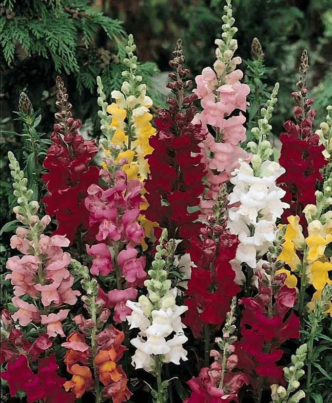 Snapdragon Bedding Rocket Mix (1000 Seeds PanAm)