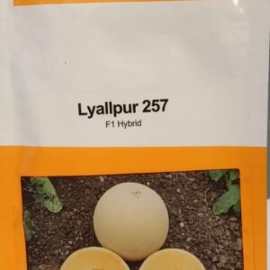 lyallpur 257 f1 hybrid muskmelon seeds