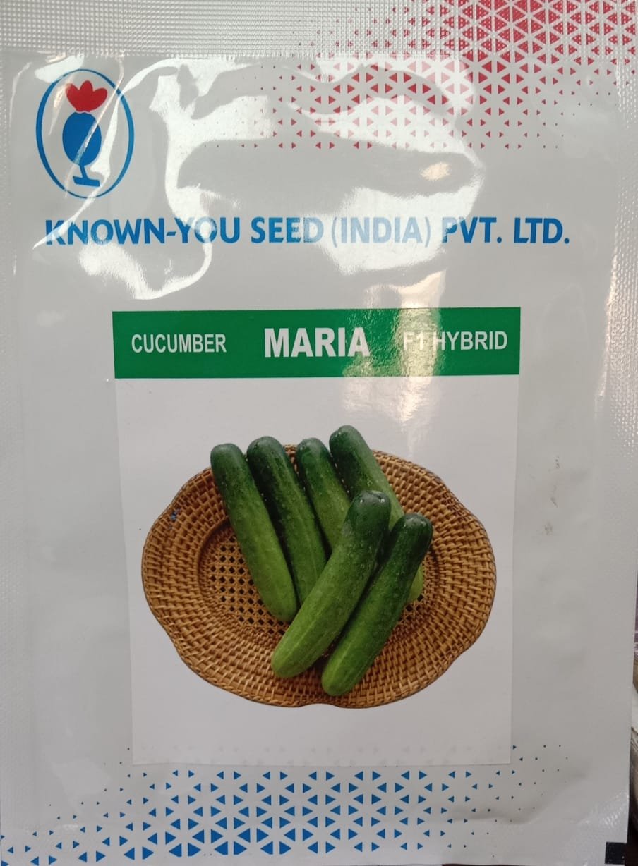 cucumber maria known-you