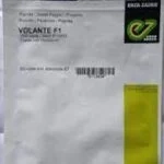 capcicum Seeds Swite papper Volente (Enza zaden)