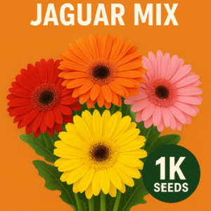 Gerbera Jaguar Mix 1k Syngenta