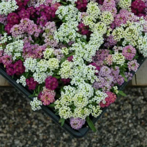 Alyssum Spp Wonderland Mix 5k Benery