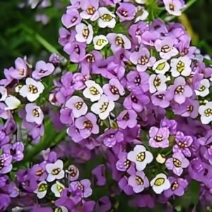 Alyssum royal carpet blue 1k tobias