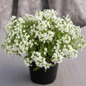 Alyssum spp. Wonderland White 5K Benary