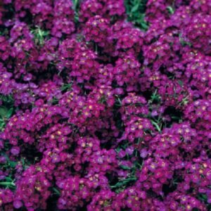 Alyssum spp. Wonderland Deep Purple 5K Benary