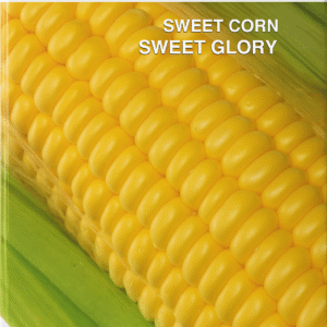 sweet corn sweet glory 1kg (Indus seeds)