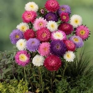 Callistephus Chinesis Matador Mix 1k Benary