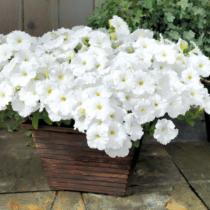 Petunia Success TR White 5H Benary
